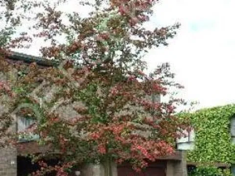 Crataegus laevigata 'Paul's Scarlet'