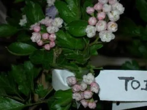 Crataegus mordenensis 'Toba'