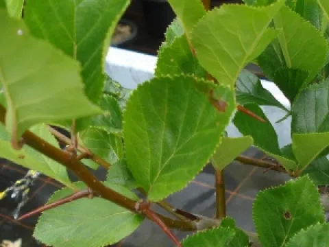 Crataegus prunifolia 'Splendens'