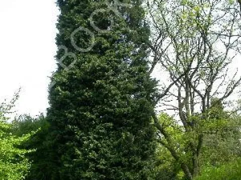 Cupressocyparis leylandii