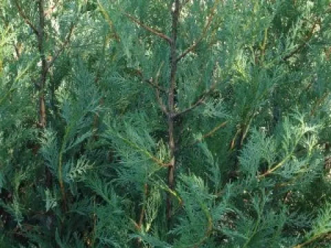 Cupressocyparis leylandii '2001'