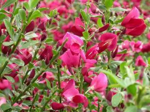 Cytisus 'Boskoop Ruby'