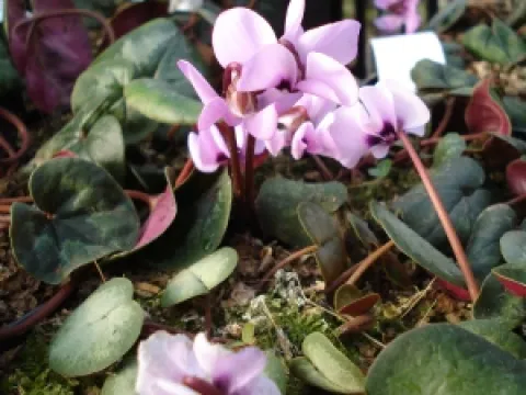 Cyclamen coum