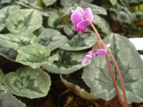 Cyclamen hederifolium roze