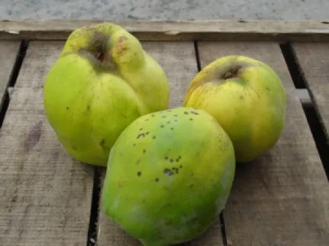 Cydonia oblonga 'Ekmek'