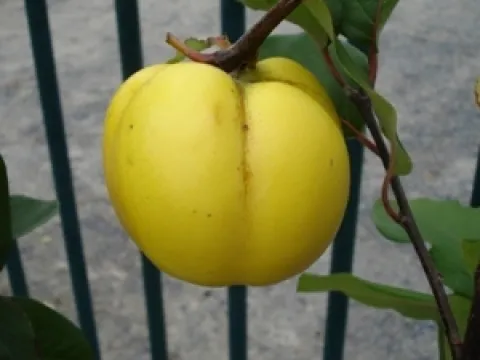 Cydonia oblonga 'Leskovacz'