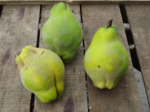 Cydonia oblonga 'Portugal'