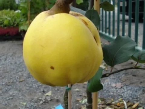 Cydonia oblonga 'Rea's Mammoth'