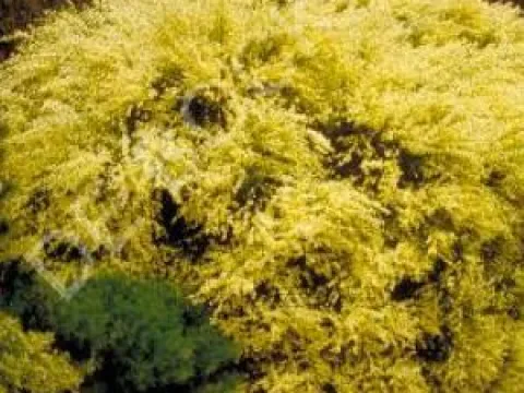 Cytisus praecox 'Allgold'