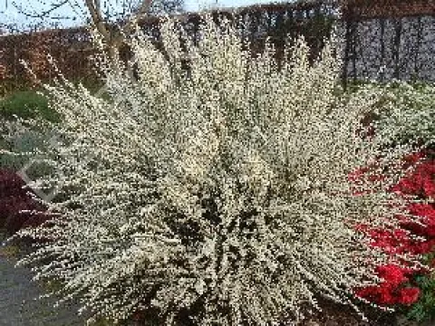 Cytisus praecox 'Albus'