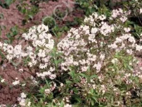 Deutzia hybrida 'Mont Rose'