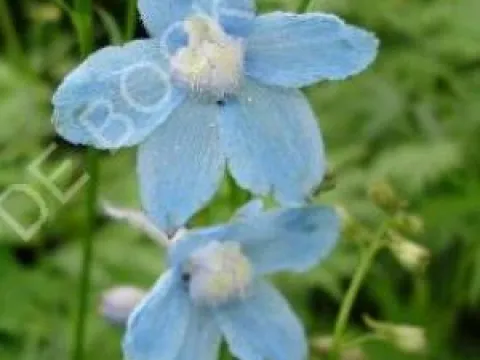 Delphinium belladonna 'Cliveden Beauty'