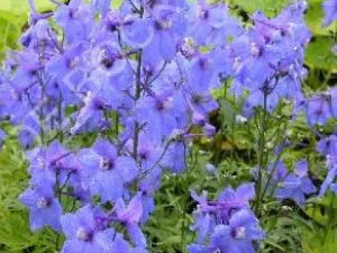 Delphinium belladonna 'Piccolo'