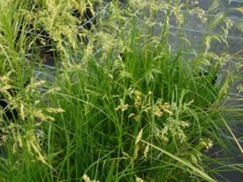 Deschampsia cespitosa 'Goldschleier'