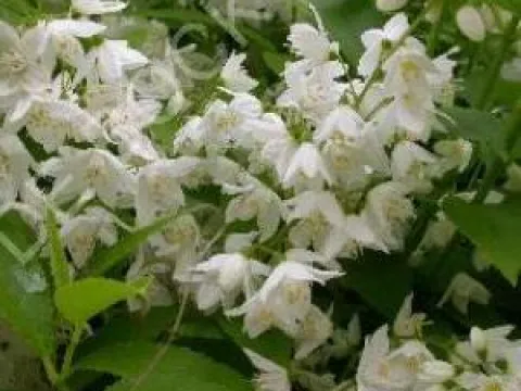 Deutzia gracilis