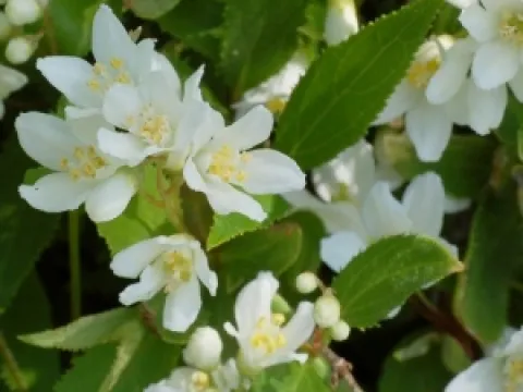 Deutzia gracilis 'Nikko'