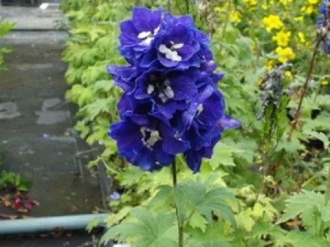 Delphinium magic fountain 'Dark Blue/Black Bee'