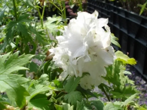 Delphinium magic fountain 'Pure White'