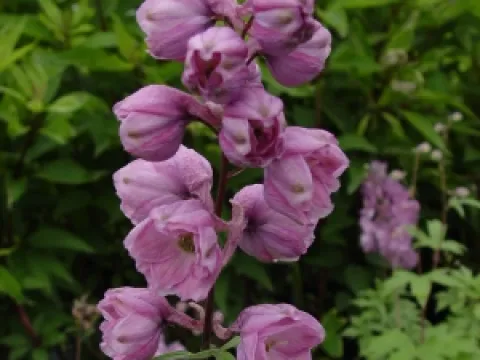 Delphinium pacific 'Astolat'