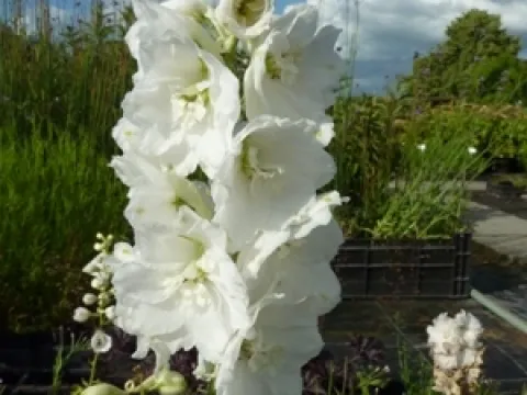 Delphinium pacific 'Galahad'