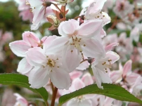 Deutzia purpurascens 'Kalmiiflora'