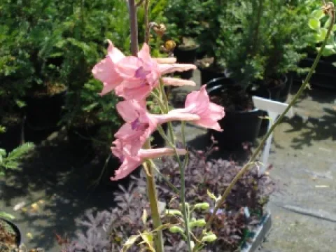 Delphinium ruysii 'Pink Sensation'