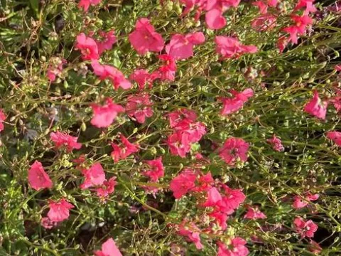 Diascia barberae 'Ruby Field'