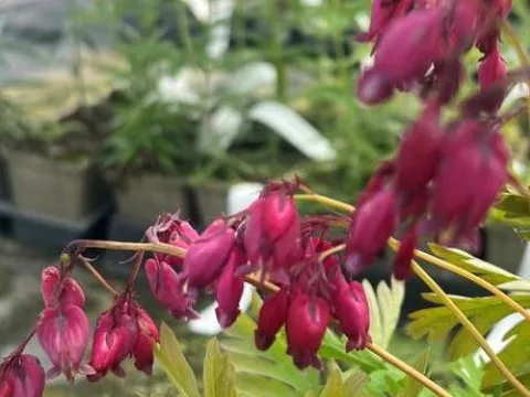 Dicentra formosa 'Bacchanal'
