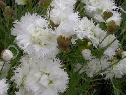 Dianthus plumarius 'Mrs Sinkins'