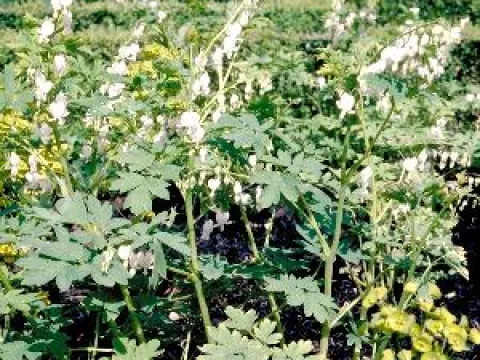 Dicentra spectabilis 'Alba'