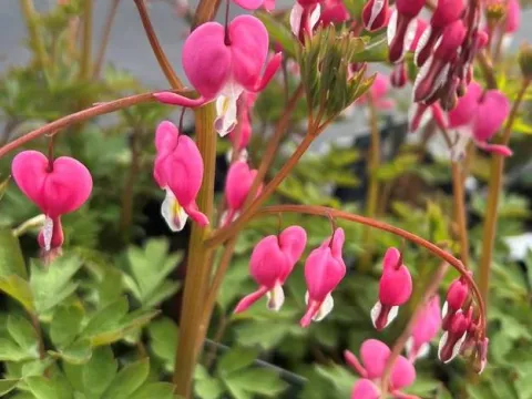 Dicentra spectabilis