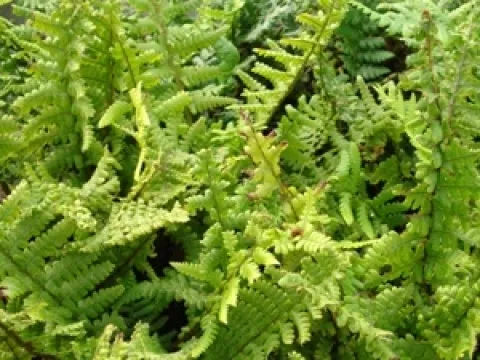 Dryopteris affinis