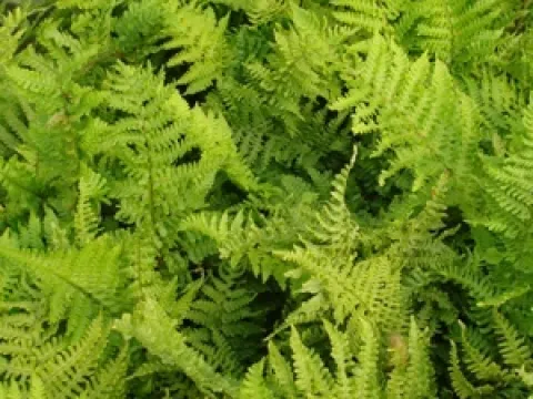 Dryopteris affinis 'Crispa'