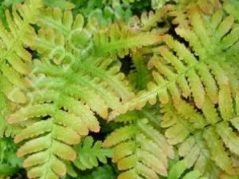 Dryopteris erythrosora