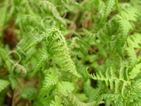 Dryopteris filix-mas