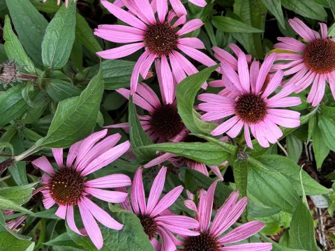 Echinacea purpurea 'Augustkönigin'
