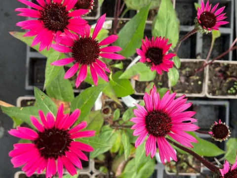 Echinacea purpurea 'Fatal Attraction' ®