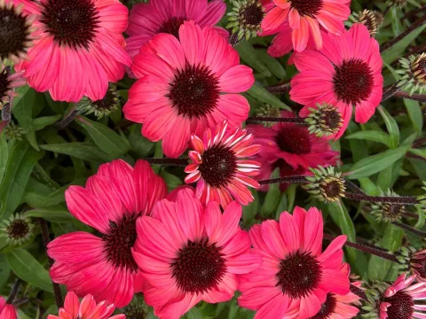 Echinacea purpurea 'Little Magnus' ®