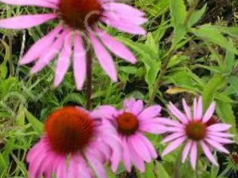 Echinacea purpurea 'Magnus'