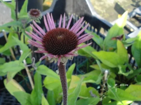 Echinacea purpurea 'Profusion' ®