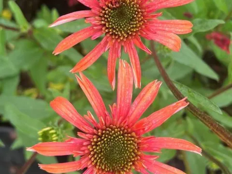 Echinacea purpurea 'Secret Passion'