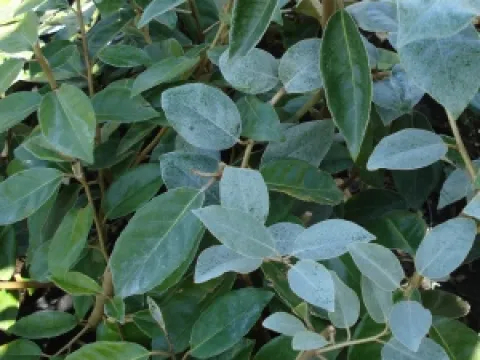 Elaeagnus ebbingei