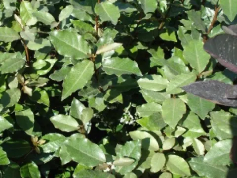 Elaeagnus ebbingei 'Compacta'