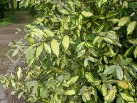 Elaeagnus pungens 'Maculata'