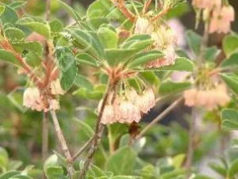 Enkianthus campanulatus