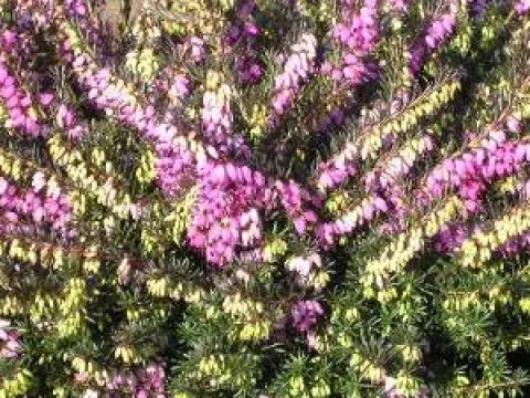 Erica darleyensis 'Kramer's Rote'