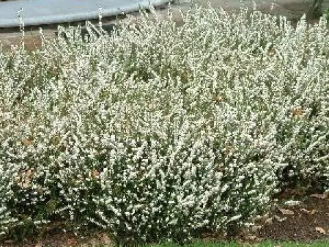 Erica darleyensis 'Silberschmelze'