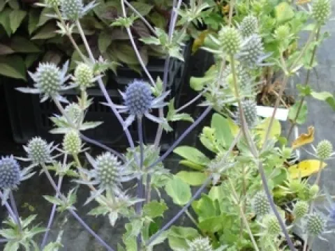 Eryngium planum 'Blauer Zwerg'