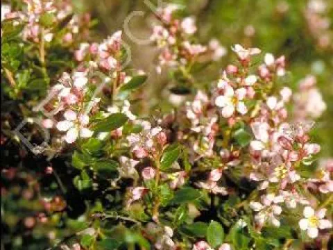 Escallonia 'Donard Seedling'