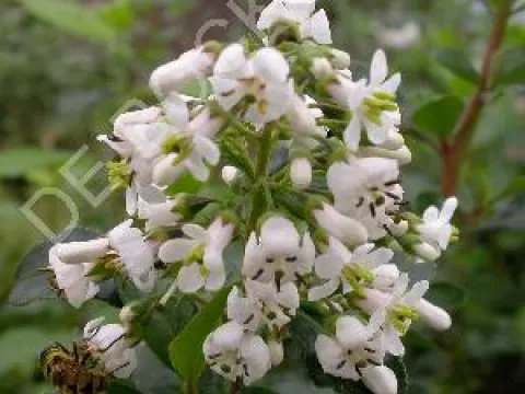 Escallonia 'Iveyi'